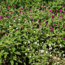 Image result for Gomphrena globosa