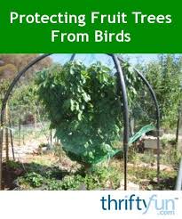 Bird Netting For Blueberries Lowes Fruit Tree Bird Net Frame Fruit Trees Vegetable Garden Design Pretty Plants