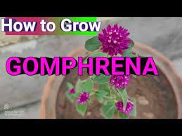 Gomphrena Growing And Caring Tips Youtube Growing Flowers Caring