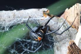 Black widow spiders have eight legs, and a rather chaotic looking web. Female Black Widow Spider Mates With And Eats Multiple Males Idea Huntr