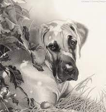 Greatdane Greatdaneart Great Dane Drawings Dane