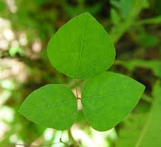 Image result for Amphicarpaea africana