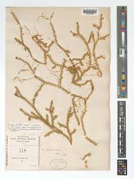 Image result for Lycopodiella caroliniana