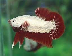 Males are vibrant and has a lob of finage, were as the females don't look that. Betta Fish Red Dragon Half Moon Plakat Hmpk Male Ebay