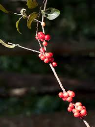 Image result for Flacourtia