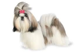 I took this photo right before we went on a walk. Shih Tzu Dog Breed Information Pictures Characteristics Facts Dogtime