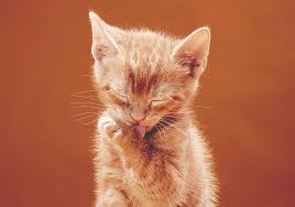 ‪Feline Grooming Behavior | Reasons Cats Groom Themselves‬‏
