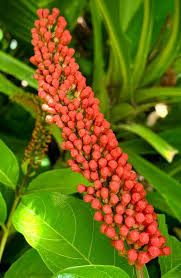 Image result for Combretum fuscum