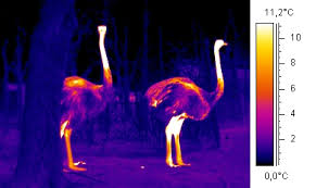 The body is very good at keeping its temperature within a safe range, even when temperatures outside the body change a lot. Thermoregulation Wikipedia