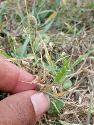 Image result for Urochloa deflexa