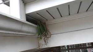 As a result, storm water builds up and spills over roofs and siding. Red Squirrel Nesting In My Gutter Youtube