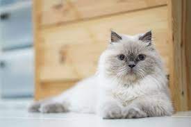 Himalayan Cat Breed Info Pictures Temperament Traits Excited Cats