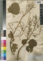 Image result for Neoboutonia