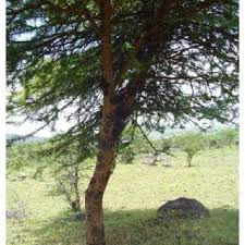 Image result for Acacia pilispina