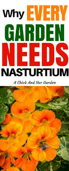23 Reasons Why You Need Nasturtium In Your Garden Nasturtium Flower Garden Gardening Tips