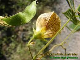 Image result for Rhynchosia luteola
