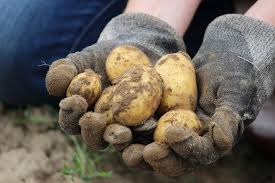 Ansonsten ist der anbau pflegeleicht. Wie Lange Brauchen Kartoffeln Zum Wachsen Verschiedene Kartoffelsorten Schnell Erklart Sulco Gertel