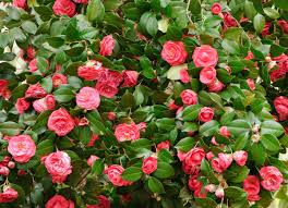 Make sure the shrub grows in your grow zone. Winter Shrubs 10 Colorful Picks For Your Landscape Bob Vila