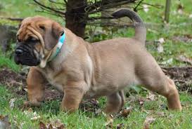 Boerboel Dog Breed Characteristics Appearance History