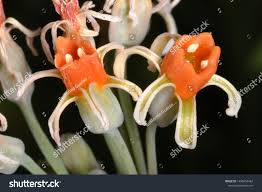 Image result for Tulbaghia alliacea