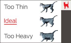 Compare your pet's condition to this weight chart and learn about other tools for assessing its weight. Average Cat Weight How Much Should A Cat Weigh Purina