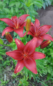 Tips For Growing Lilies A Friend Gave Me One Just Like This Lilien Blumen Garten