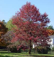 Black Gum Tree In Early Fall Tupelo Tree Ornamental Trees Wisteria Tree