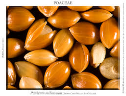 Image result for Panicum miliaceum