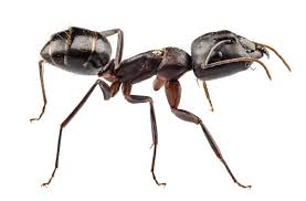 30491 plymouth road livonia, mi 48150. Carpenter Ants Or Termites Pronto Pest Management