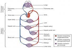 There is another vein chylomicrons carry the fat droplets from the gut wall, through portal circulation to the liver. Structure And Function Of Blood Vessels Anatomy And Physiology Ii