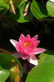 Lotus Flower Hd Iphone 700x1050 Download Hd Wallpaper Wallpapertip Apple carplay, red, blue, dark. lotus flower hd iphone 700x1050