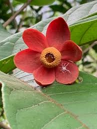 Image result for Cleistochlamys