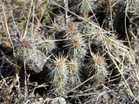 Image result for Loxodera caespitosa