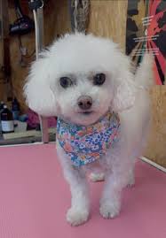 Dachshund Rescue and Rehabilitation at Logan's Run Dachshund Sanctuary