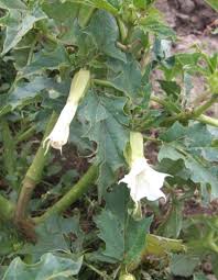 Image result for Datura stramonium