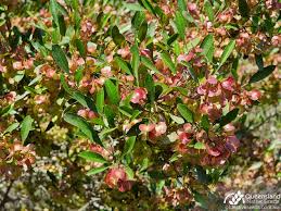 Image result for Dodonaea viscosa