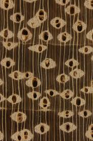 Image result for Afzelia