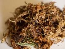 Sphagnum Moss: What It Is and How to Use It