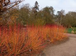 Dogwood Bloodtwig Midwinter Le Sloth Jpg 1024 768 Coole Pflanzen Garten Gelbholz Hartriegel