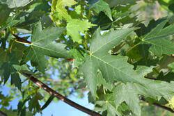 You can use this utility to distribute maple tree files to friends and colleagues. 10 Autumn Fantasy Maple Tree At Menards