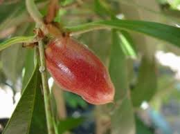 Image result for Englerophytum