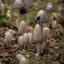 Image result for Coprinus comatus