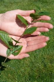 Image result for Živý plot z habru