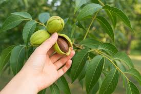 Image result for Carya illinoinensis