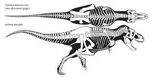 This guide shows all dinosaur bones in rdr2.dino bones are a type of collectible and are needed. How To Draw A T Rex Skeleton Novocom Top