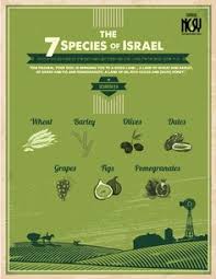 Israel's artistic expression is influenced from both east and west. 63 Seven Species Ideas Species Jewish Art Seventh