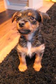 Chorkie Puppy Angus Yorkshire Terrier Yorkie Puppy Cute Baby Animals