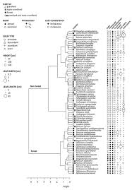 Image result for Isachne mauritiana