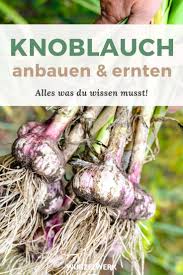 Knoblauch Pflanzen Anbauen Ernten Und Lagern Wurzelwerk Knoblauch Pflanzen Krauter Pflanzen Garten Anpflanzen