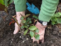 Ende april 2021 musste der botanische garten seine tore zwischenzeitlich schließen. Gartentipps Das Ist Im Mai Zu Tun Wetter De